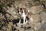 BORDER COLLIE 839